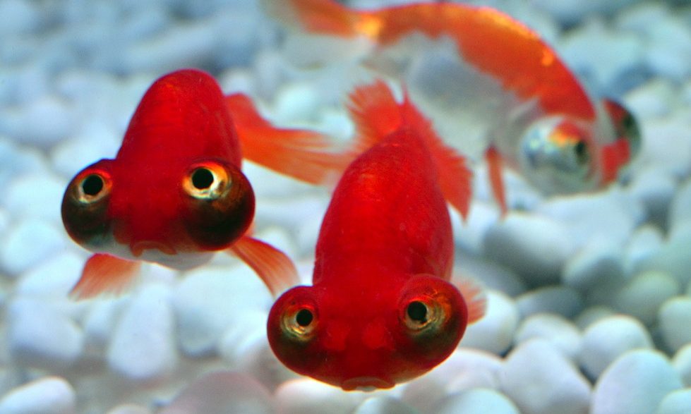 pesce sito di incontri in stagno